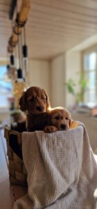 50d2a4c9-625a-43a6-9bd0-a8b02a06843d