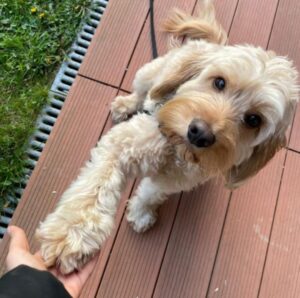 682cd227-babb-4c1a-abe6-a2143796332f