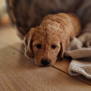 8aad1bfe-6f07-4193-a5de-3e96fcccc128