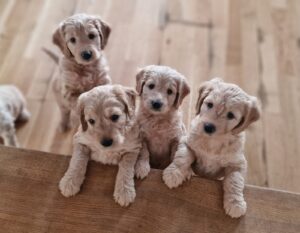 WhatsApp Bild 2024-03-21 um 13.56.48_50c9340b