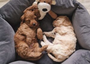 WhatsApp Bild 2024-03-21 um 14.10.34_5bd873eb