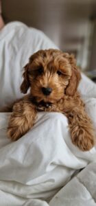 WhatsApp Image 2024-02-23 at 15.5457.47