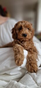 WhatsApp Image 2024-02-23 at 15.57.4745