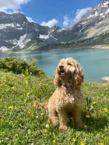 c33a2098-ab7d-477b-bf72-ed7f613153f3