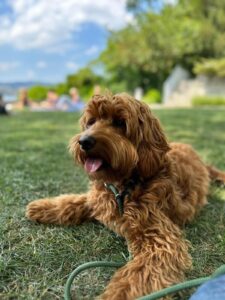 d17379ae-e72b-4606-bf58-9f04ec433017