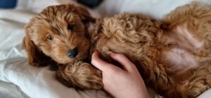 d8367996-4c45-467b-aaf9-6aeda42e453c